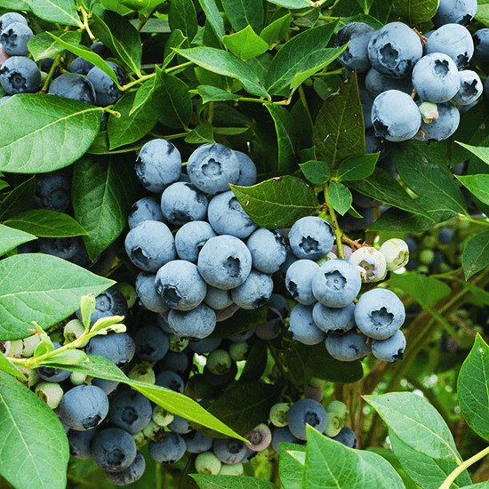 Blueberry Tree - Legacy - BuyGrow Seedlings