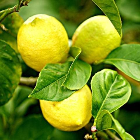 Lemon Tree - Eureka - BuyGrow Seedlings