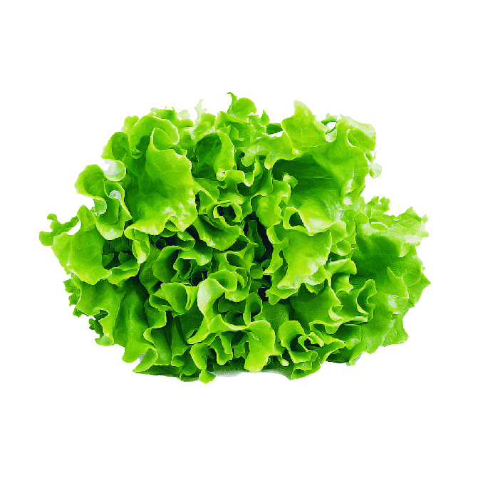 Lettuce 6 pack - Wahoo - BuyGrow Seedlings