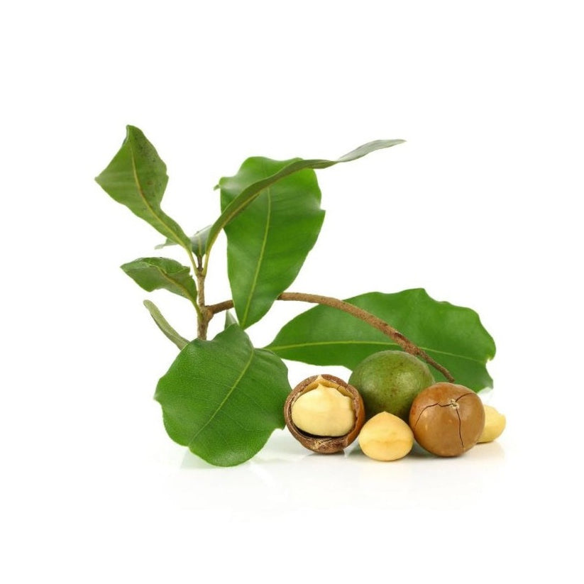 Macadamia Nut Tree Beaumont BuyGrow nursery Port Elizabeth
