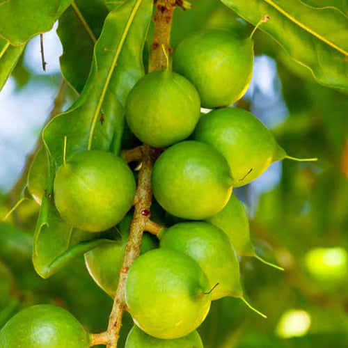 Macadamia Nut Tree - BuyGrow Seedlings