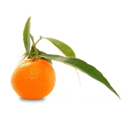 Naartjie Tree - Nules Clementine - BuyGrow Seedlings