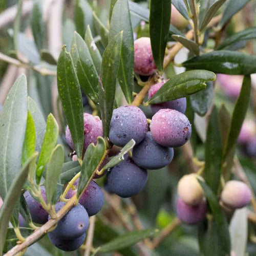 Olive Tree - Arbequina - BuyGrow Seedlings