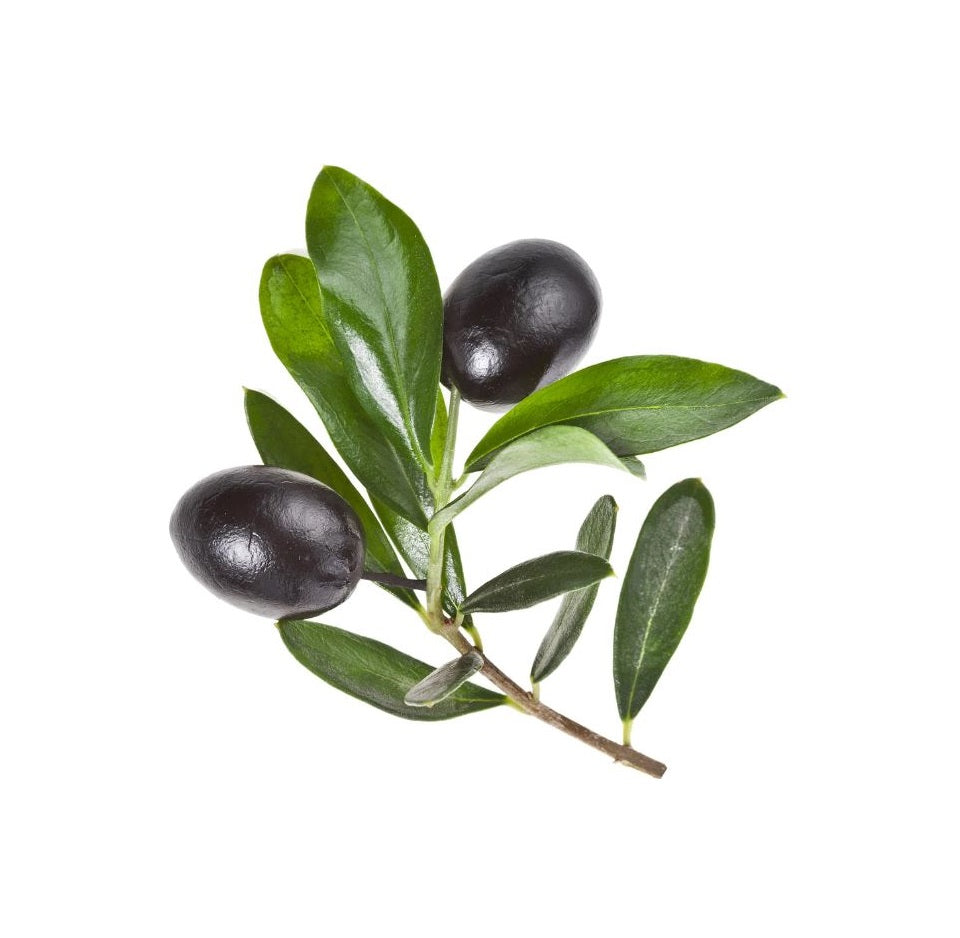 Olive Tree - Mission - BuyGrow Seedlings