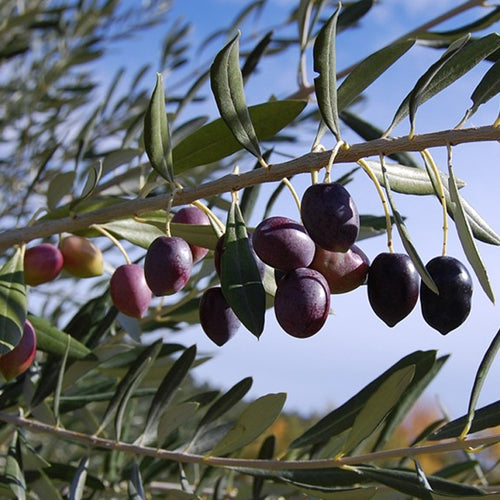 Olive Tree - Mission - BuyGrow Seedlings