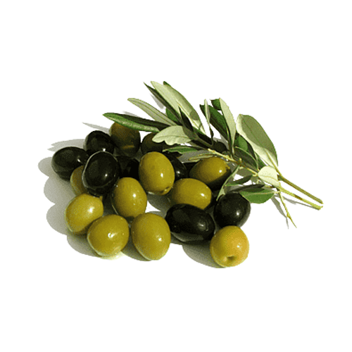 Olive Tree - Arbequina - BuyGrow Seedlings