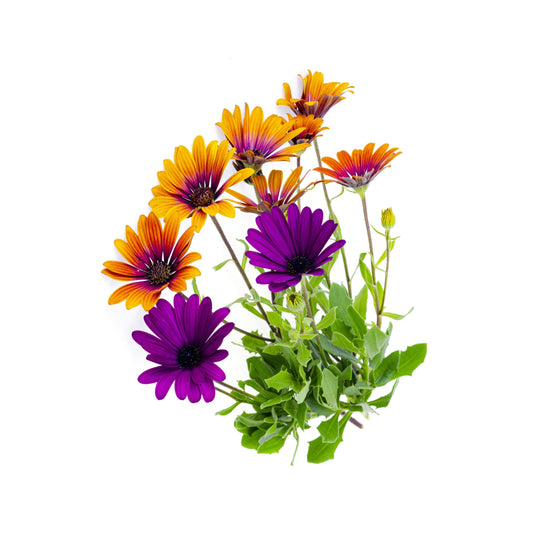 Osteospermum 14cm Pot - African Daisies - BuyGrow Seedlings