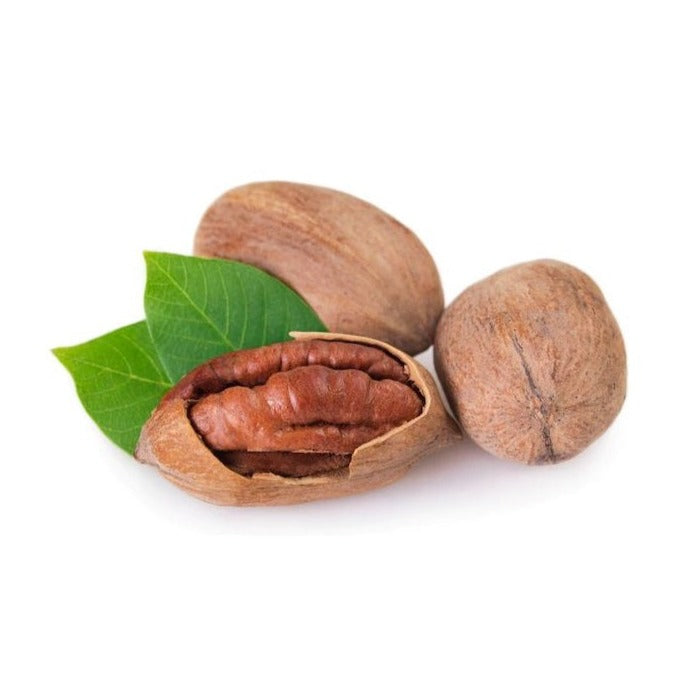 Pecan Nut Tree - Wichita - BuyGrow Seedlings
