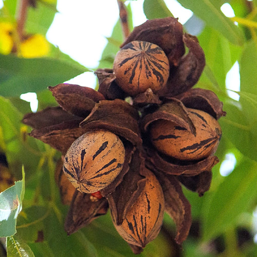 Pecan Nut Tree - Wichita - BuyGrow Seedlings