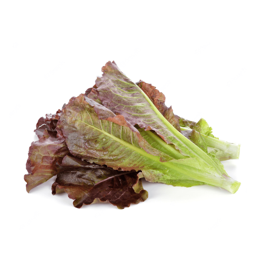Lettuce 6 pack - Red Cos - BuyGrow Seedlings
