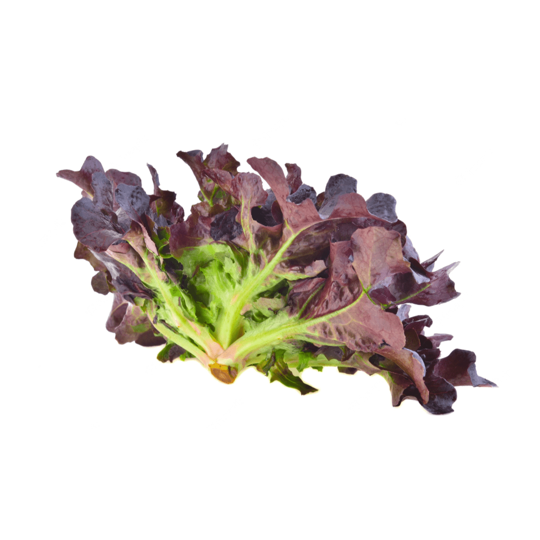 Lettuce 6 pack - Red Oak - BuyGrow Seedlings