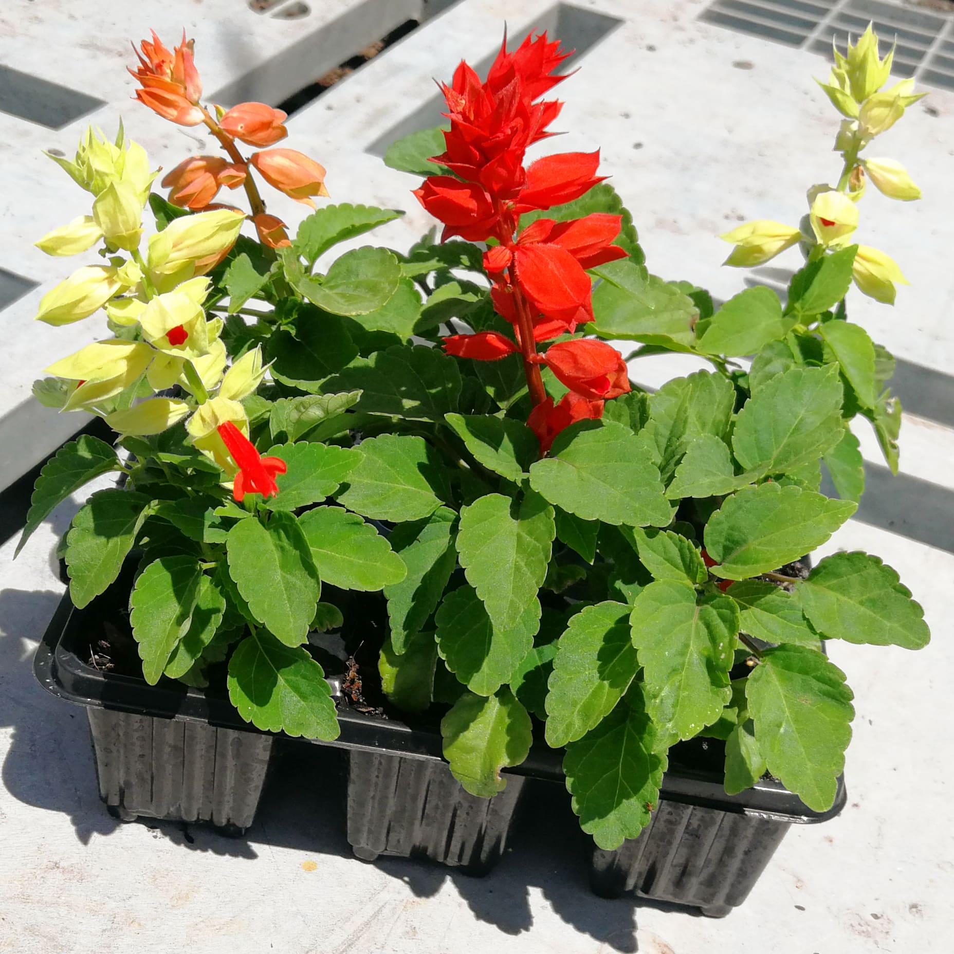 Salvia 6 pack - Mix - BuyGrow Seedlings