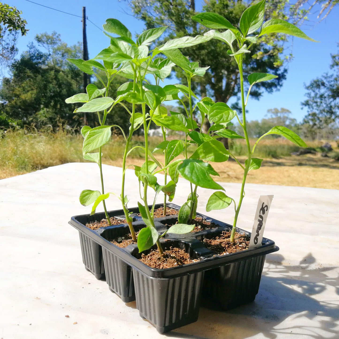 Chilli Peppers 6 pack - Serrano - BuyGrow Seedlings