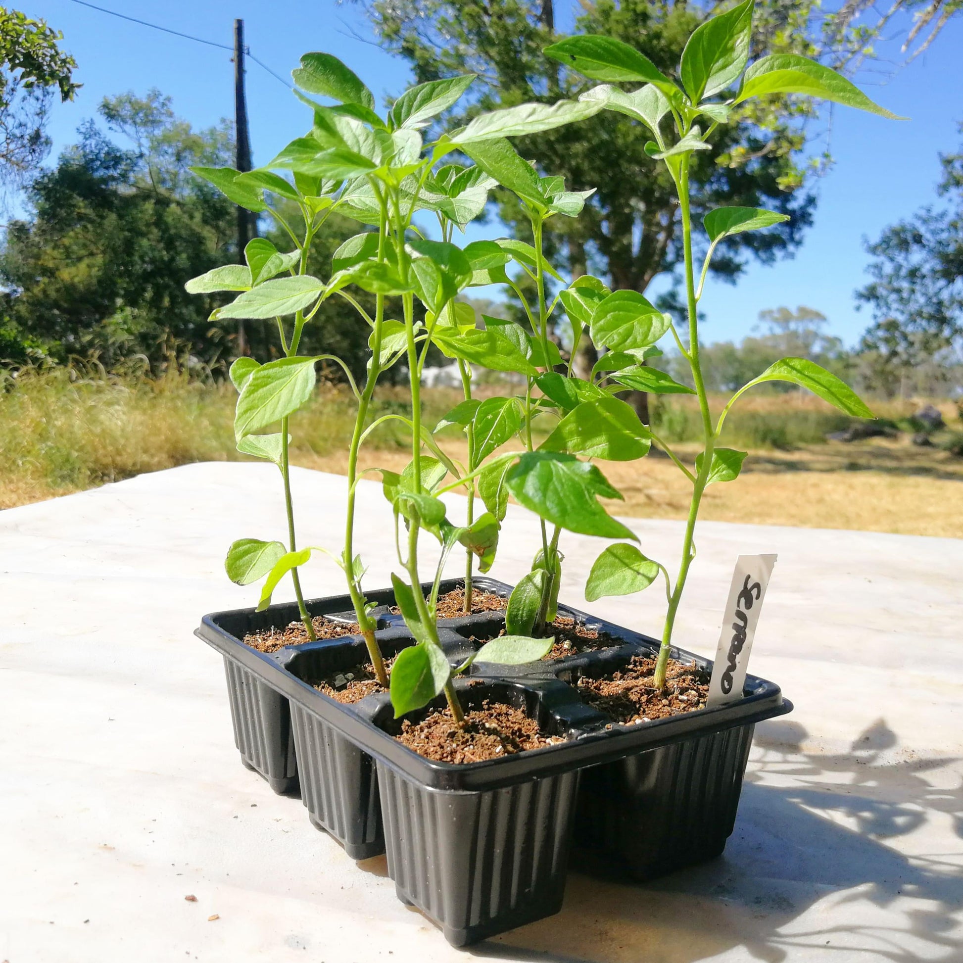 Chilli Peppers 6 pack - Serrano - BuyGrow Seedlings