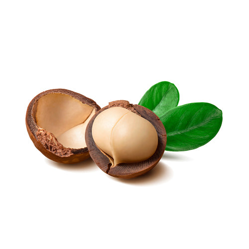 Almond Nut Tree - Texas Mission - BuyGrow Seedlings