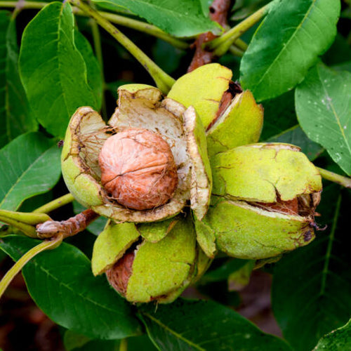 Walnut Tree- English - BuyGrow Seedlings