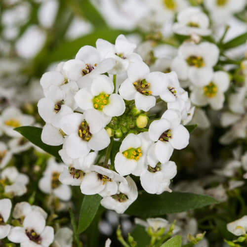 Alyssum 6 pack - White - BuyGrow Seedlings