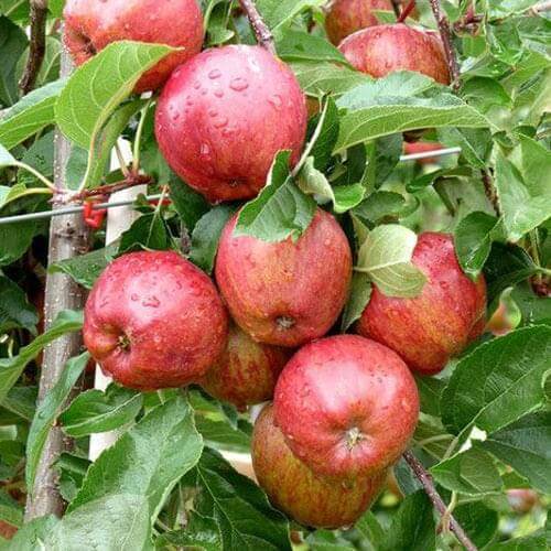 Apple Tree - Royal Beaut - BuyGrow Seedlings