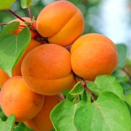 Apricot Tree - Bulida - BuyGrow Seedlings