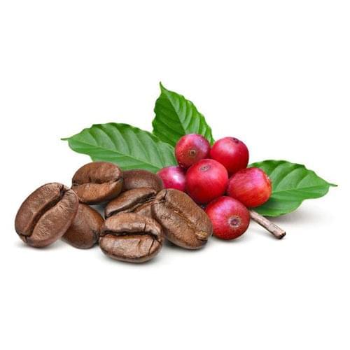 Arabica Coffee Tree - BuyGrow Seedlings