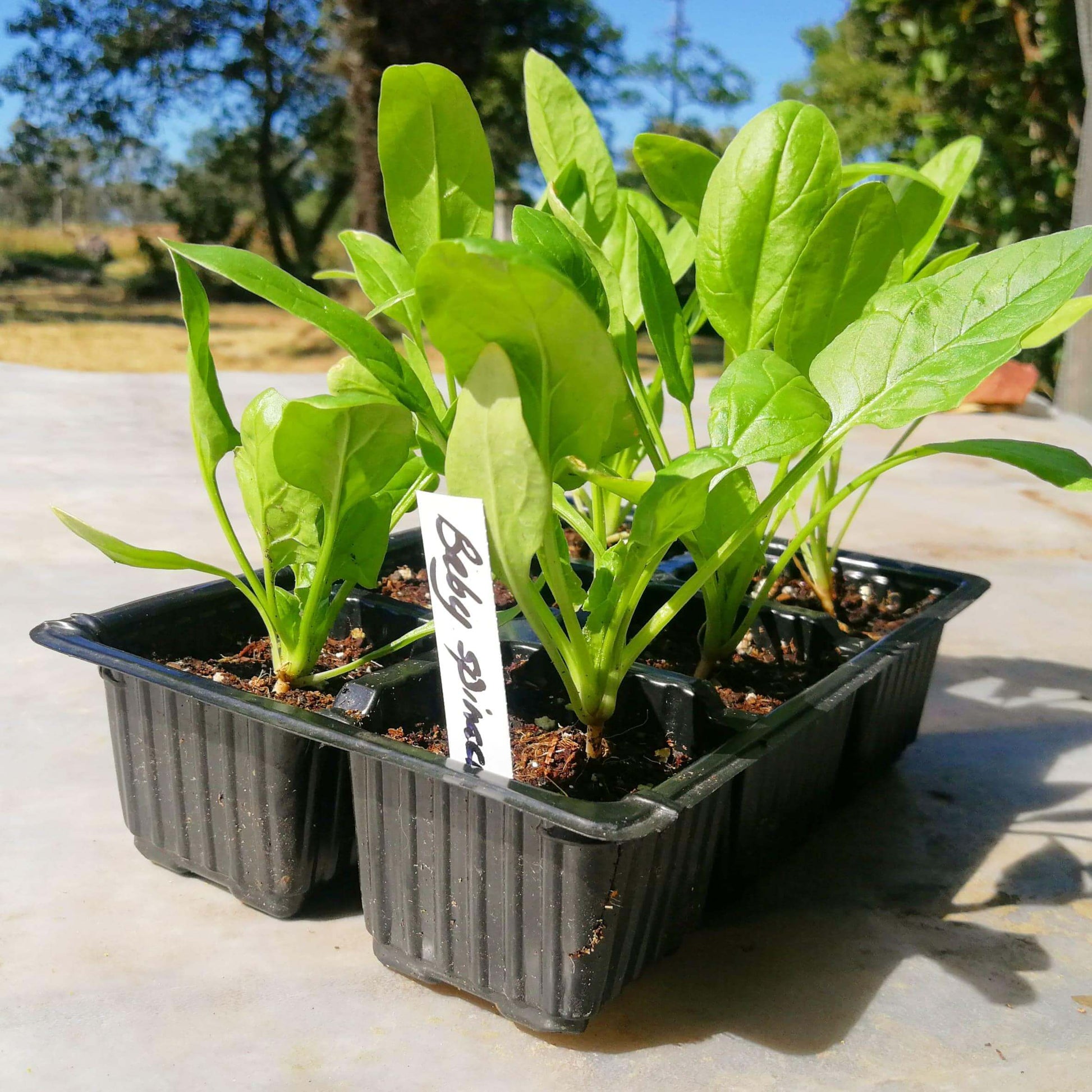 Baby Spinach 6 pack - BuyGrow Seedlings