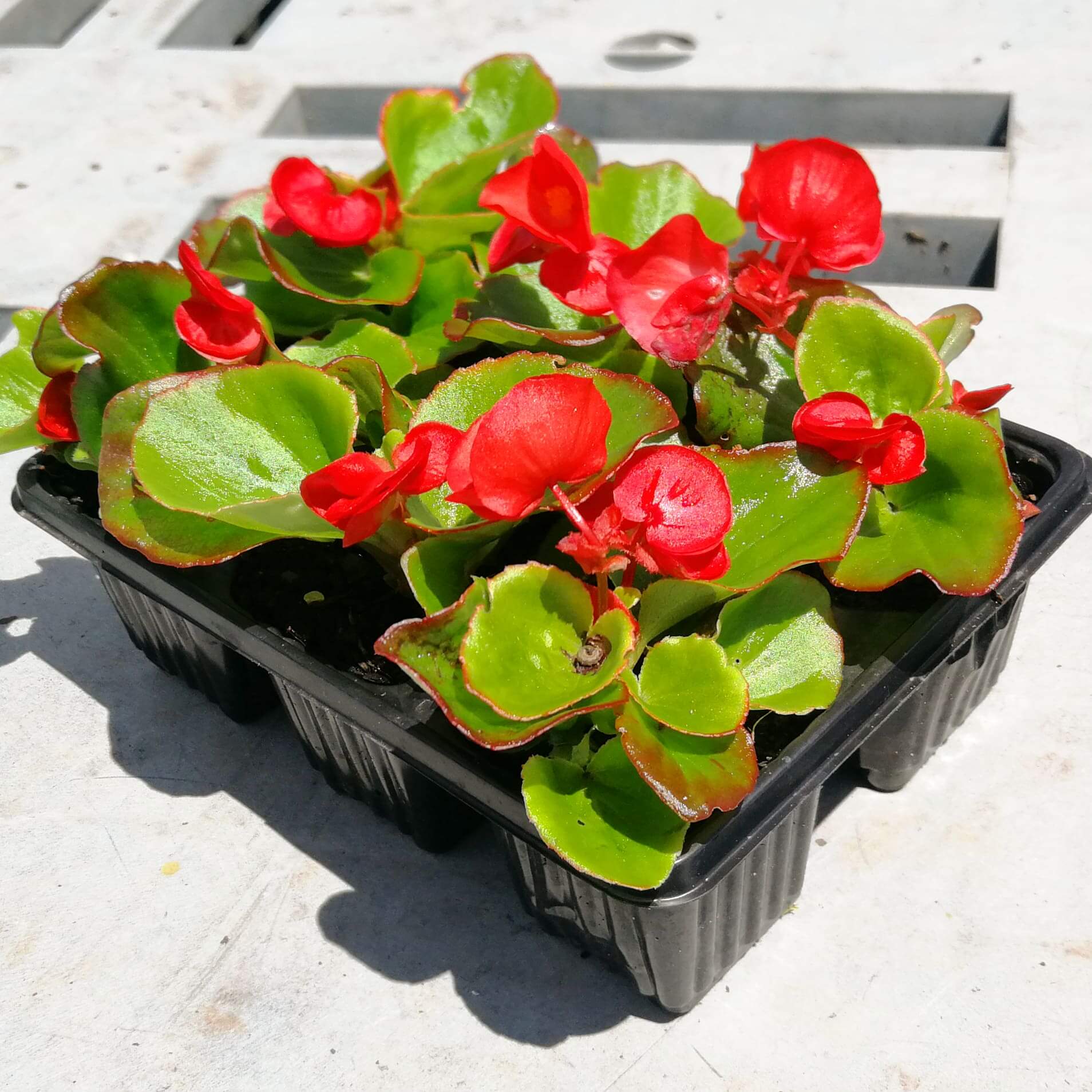 Begonias 6 pack - BuyGrow Seedlings