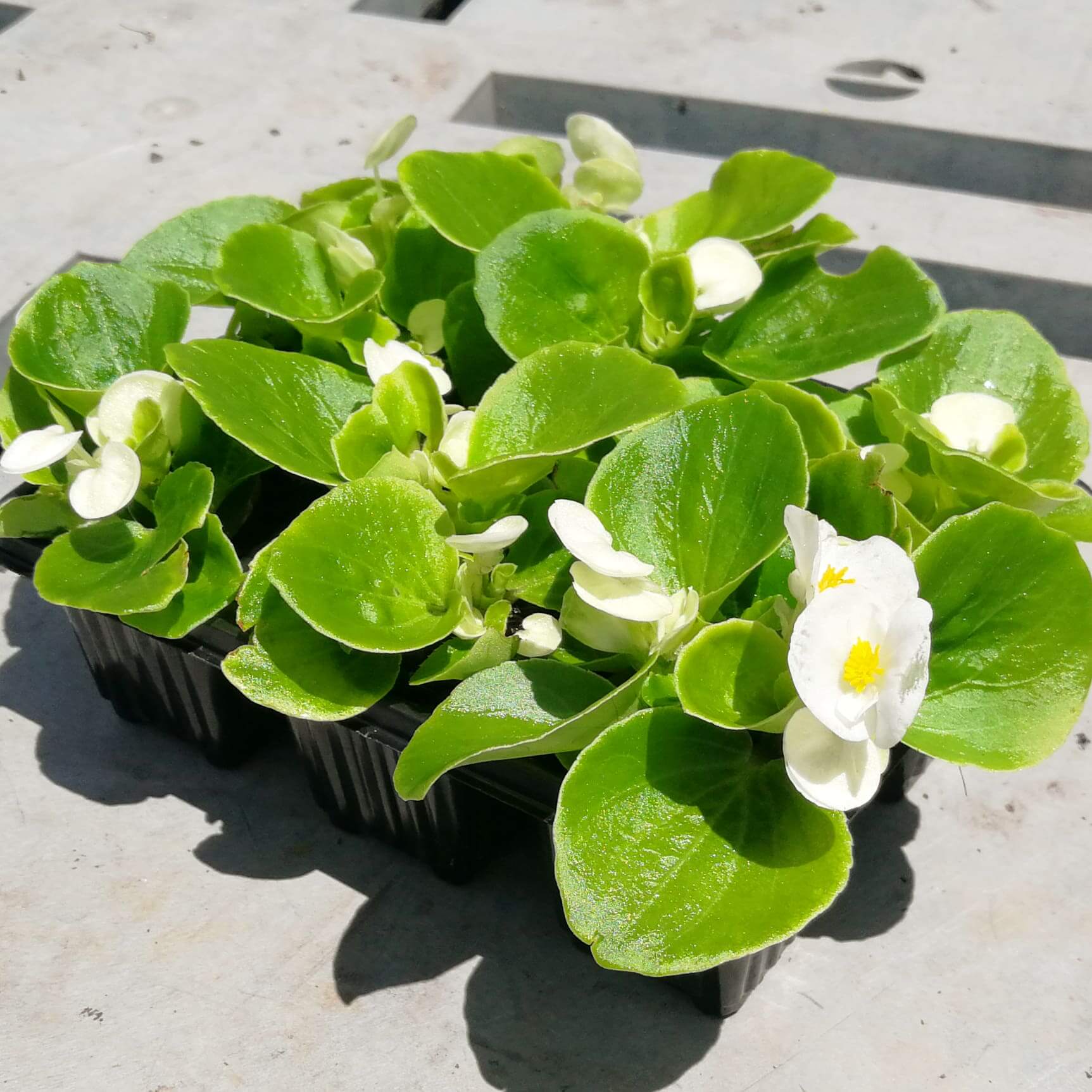 Begonias 6 pack - BuyGrow Seedlings