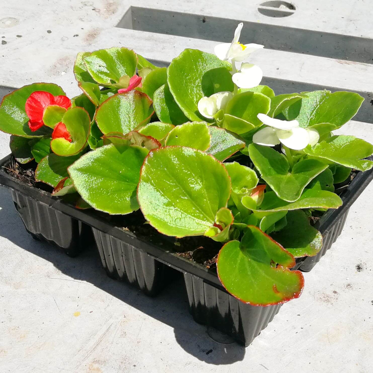 Begonias 6 pack - BuyGrow Seedlings