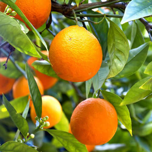Blood Orange Tree - Cara Cara - BuyGrow Seedlings