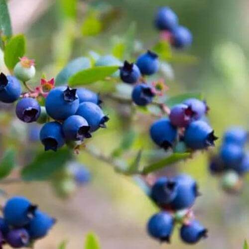 Blueberry Tree - Star - BuyGrow Seedlings