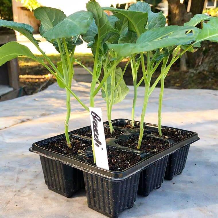 Broccoli 6 pack - BuyGrow Seedlings