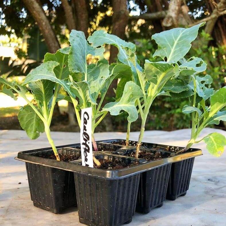 Cauliflower 6 pack - BuyGrow Seedlings