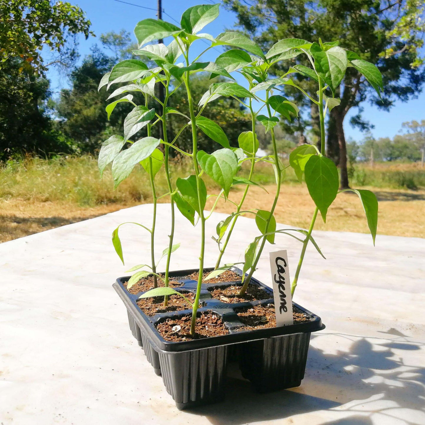 Chilli Peppers 6 pack - Cayenne Tracer - BuyGrow Seedlings