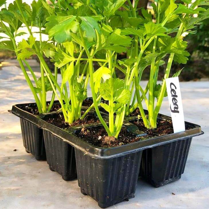 Celery 6 pack - BuyGrow Seedlings