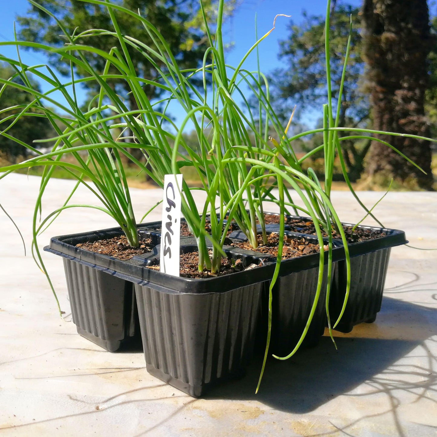 Chives 6 pack - BuyGrow Seedlings