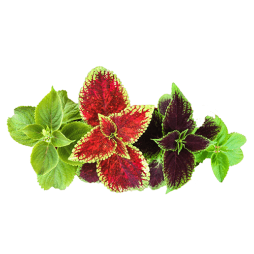 Coleus 6 pack - BuyGrow Seedlings