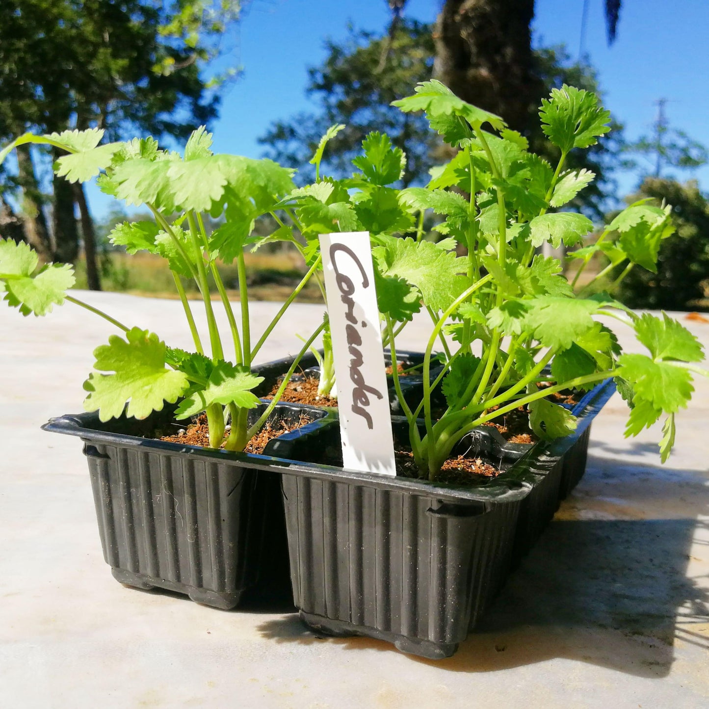 Coriander 6 pack - BuyGrow Seedlings