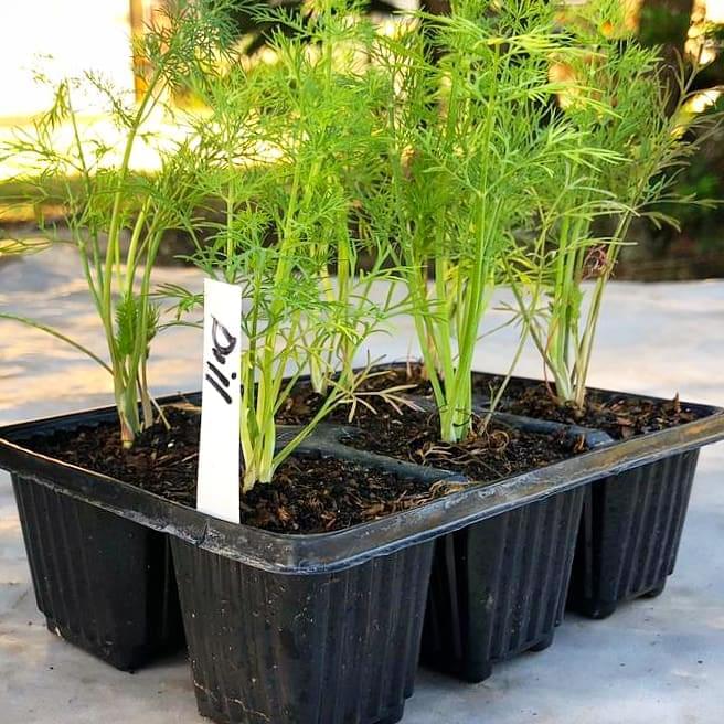 Dill 6 pack - BuyGrow Seedlings