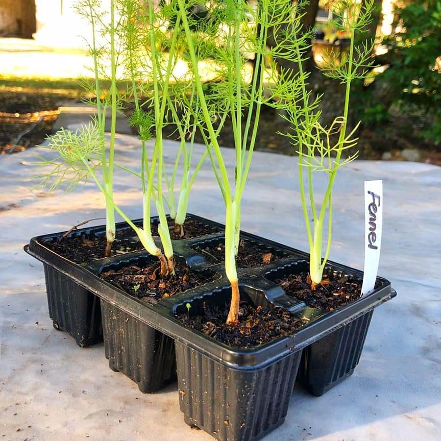 Fennel 6 pack - BuyGrow Seedlings
