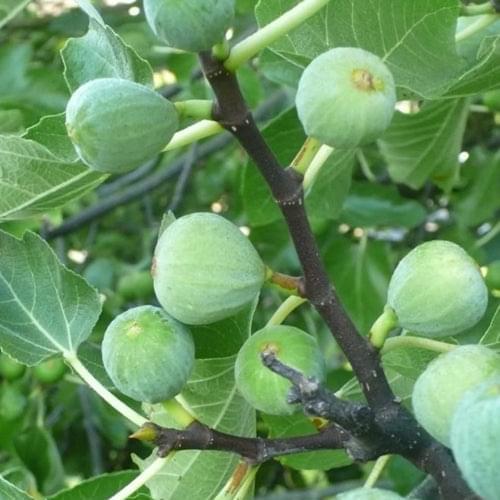 Fig Tree - Kadota - BuyGrow Seedlings