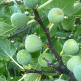 Fruit Trees - South Africa | BuyGrow