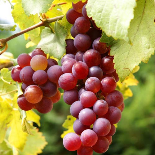 Grape Tree - Flame Red Seedless - BuyGrow Seedlings