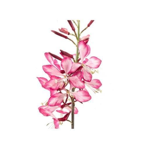 Gaura 14cm Pot - Butterfly Bush - BuyGrow Seedlings