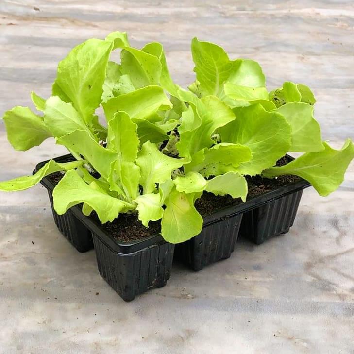 Lettuce 6 pack - Green Butter - BuyGrow Seedlings