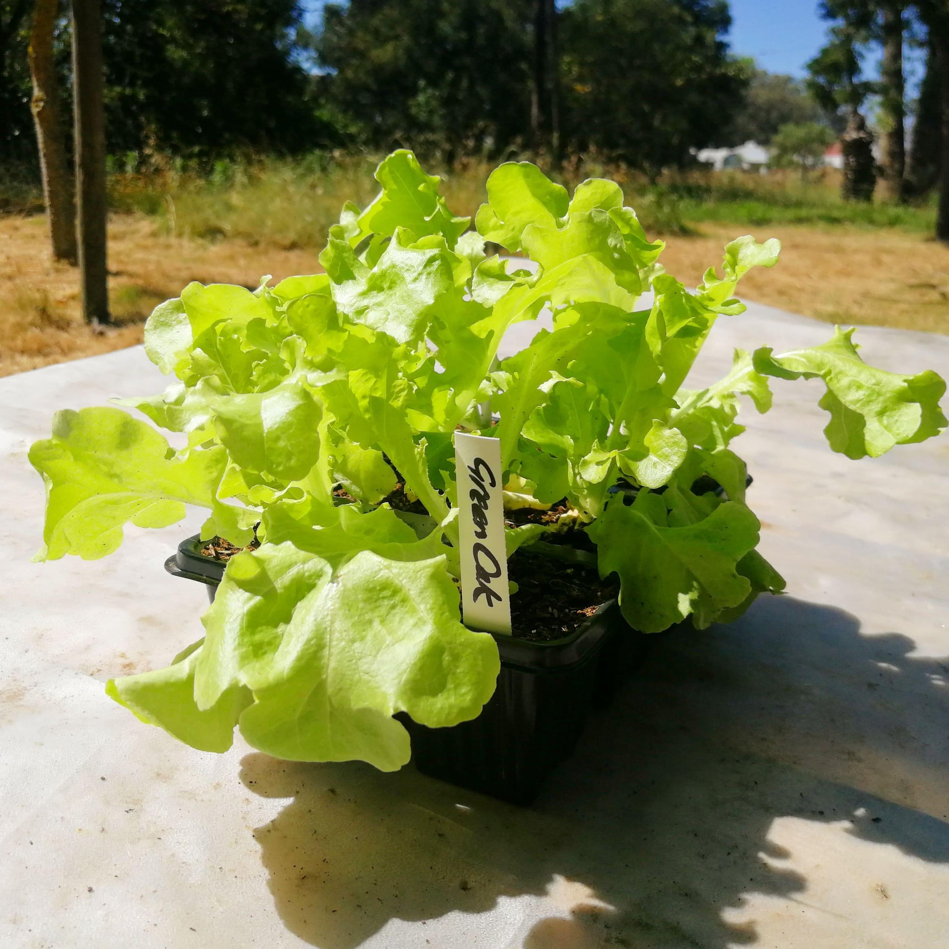 Lettuce 6 pack - Green Oak - BuyGrow Seedlings