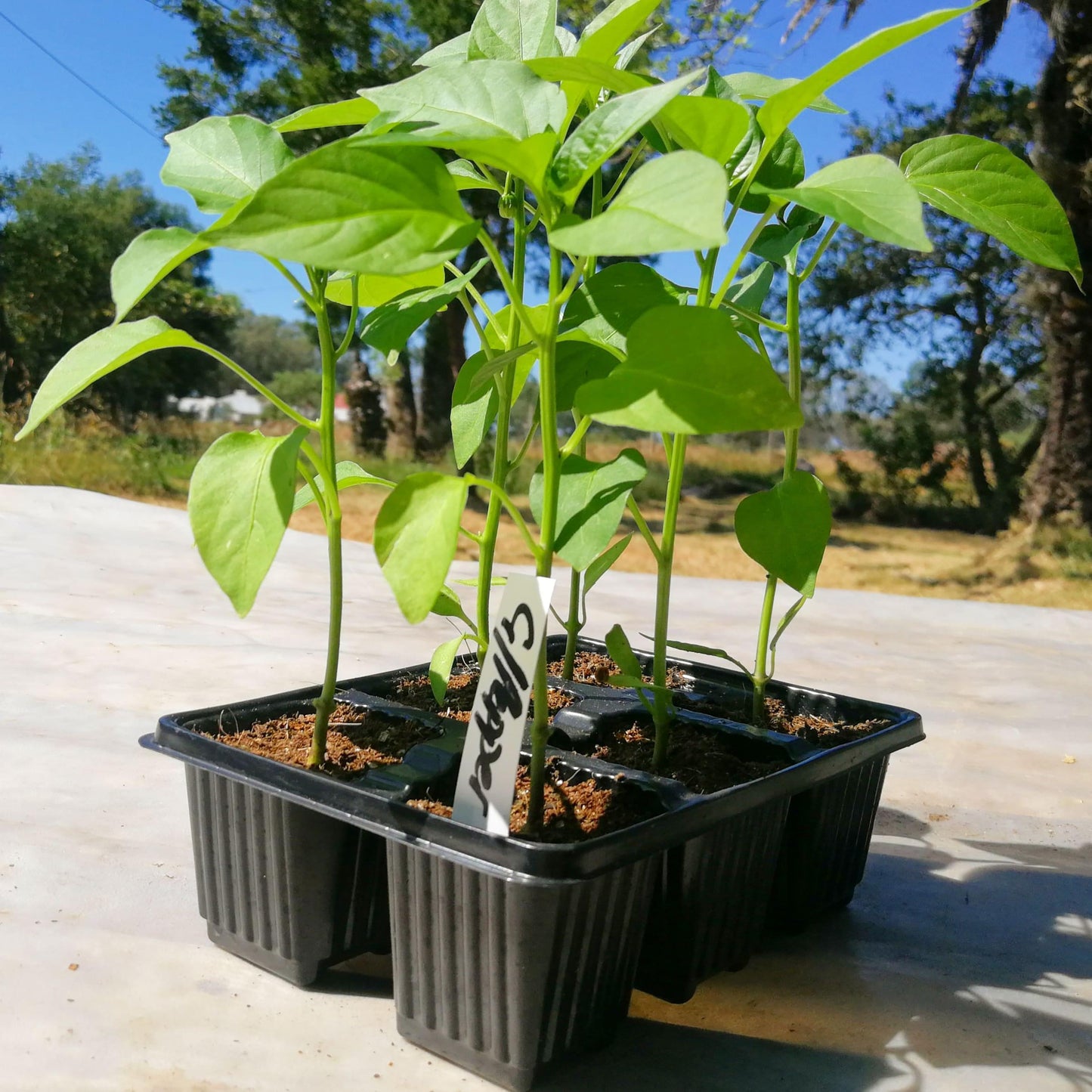 Green Pepper 6 pack - BuyGrow Seedlings