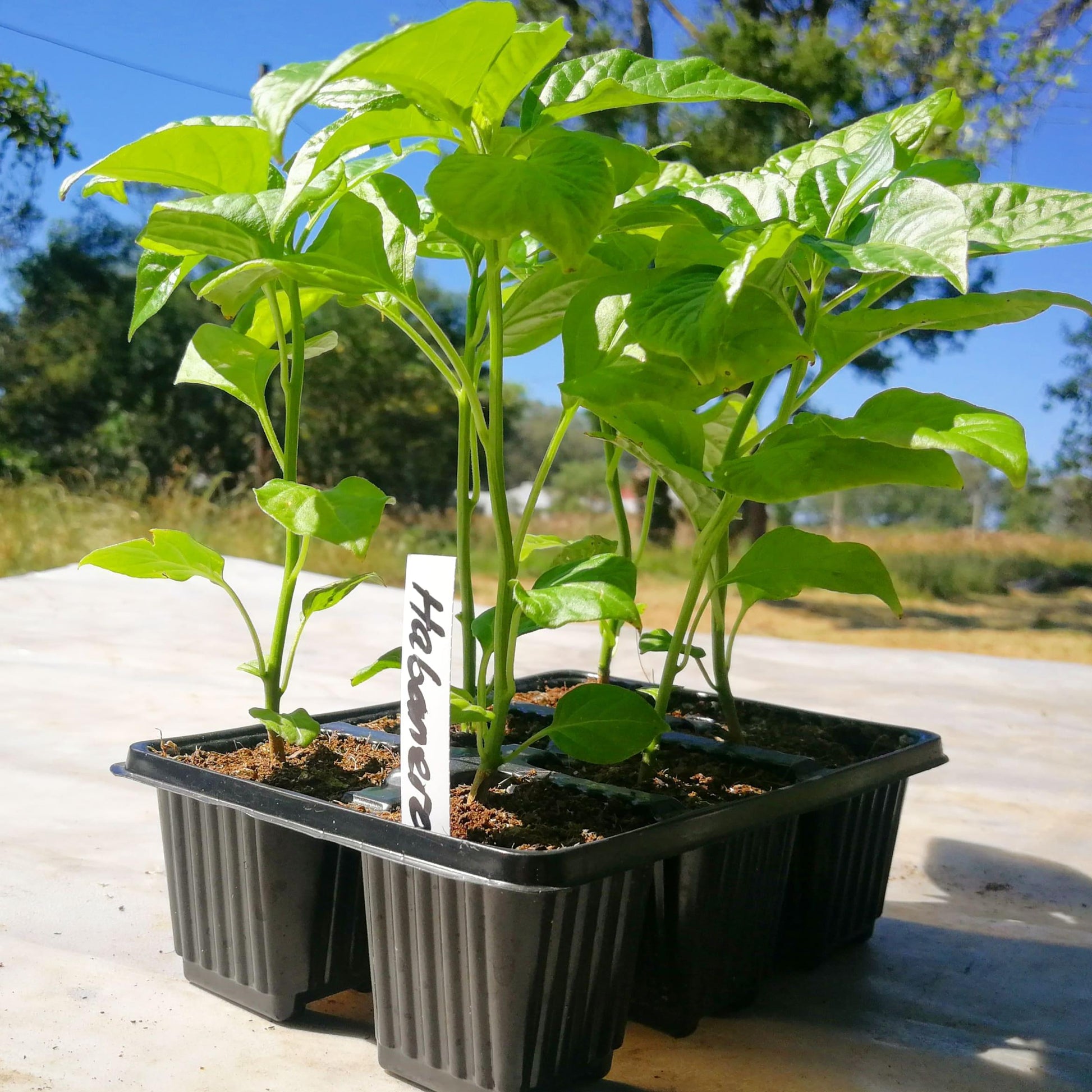Chilli Peppers 6 pack - Habanero - BuyGrow Seedlings