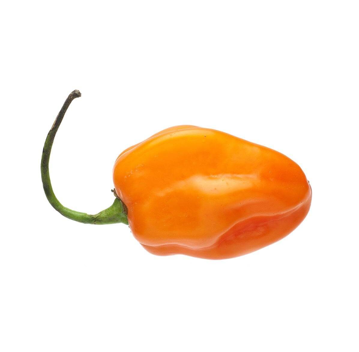 Chilli Peppers 6 pack - Habanero - BuyGrow Seedlings