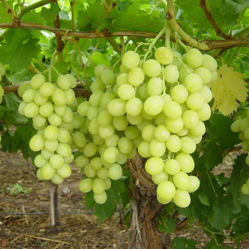Grape Tree - Hanepoot - BuyGrow Seedlings