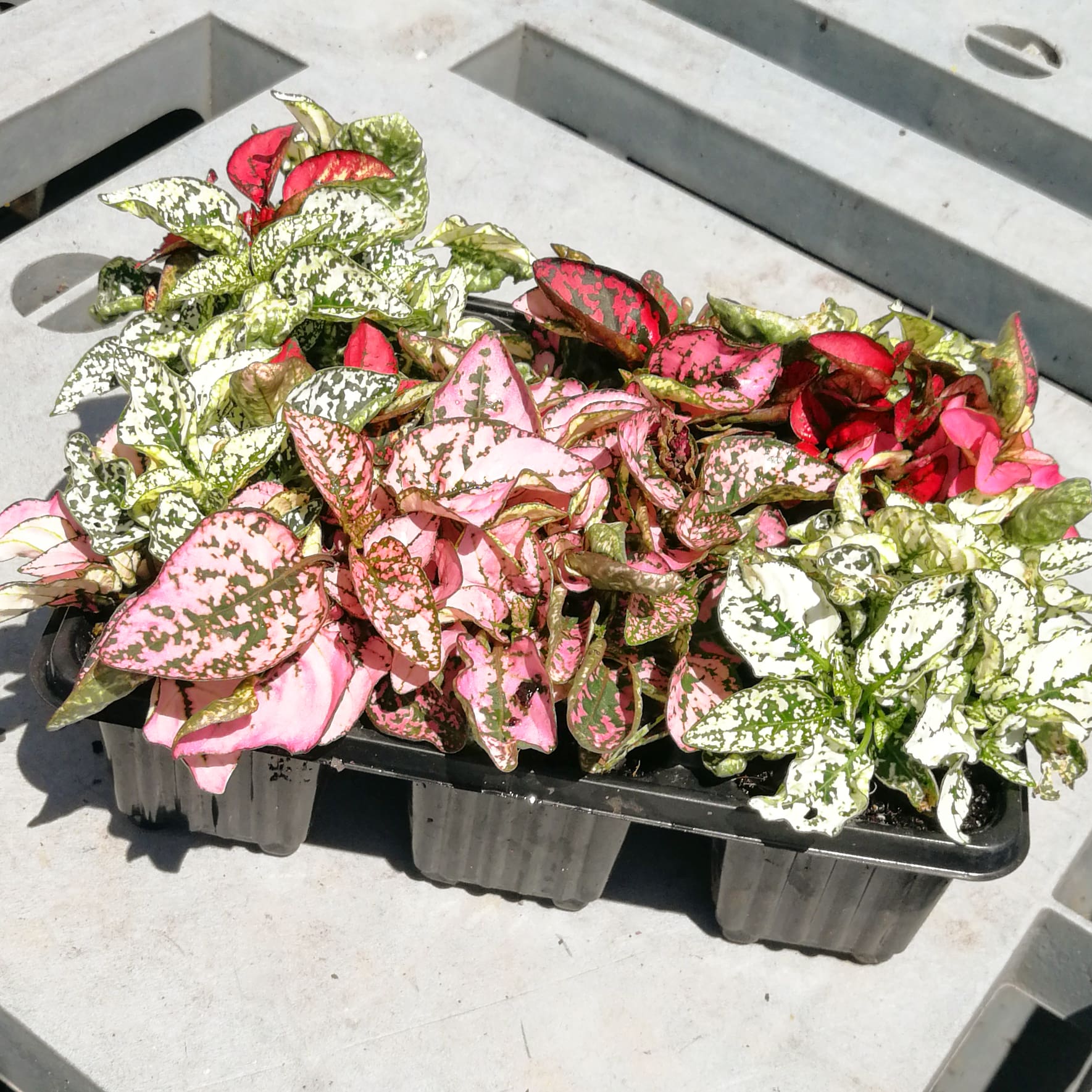 Hypoestes 6 pack - Mix (BuyGrow Seedlings)